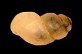 Bythinella batalleri