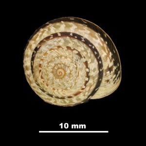 Helix_(Candidula)_caroli_scopulicola_81-5004A_D